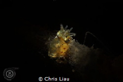 The little cuttleflish by Chris Liau 
